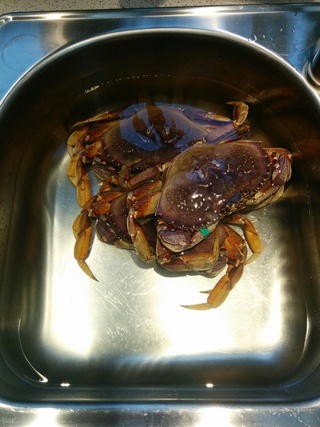 Boiled_Crab_01